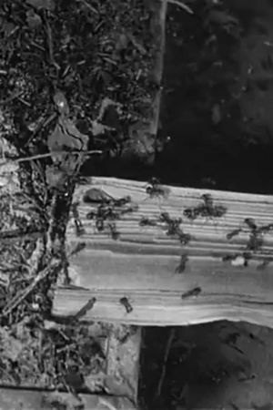 The Battle of the Ants's poster