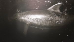 Dolphin Lover's poster