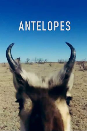 Antelopes's poster