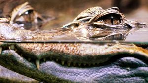 Crocodiles Revealed's poster