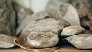 Ammonite's poster