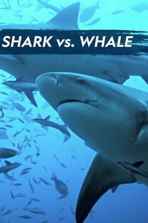 Shark Vs. Whale's poster