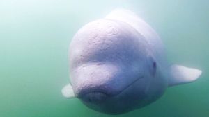 Call of the Baby Beluga's poster