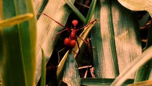 Republic of Evil Ants's poster