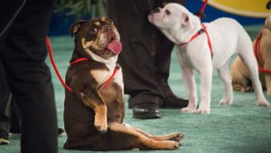 The 2018 American Rescue Dog Show's poster