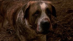 Cujo's poster
