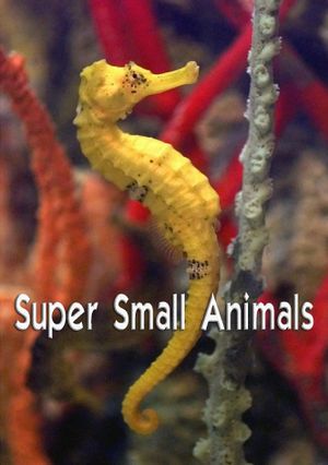 Super Small Animals's poster