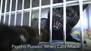 Psycho Pussies: Mad Cat Attacks's poster