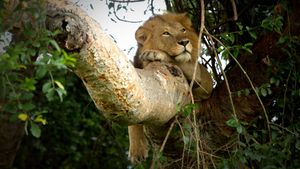 Tree Climbing Lions's poster