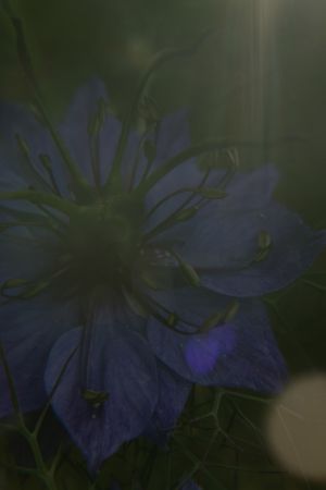The Blue Flower's poster