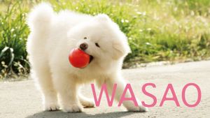 Wasao's poster