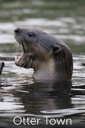 Otter Town's poster