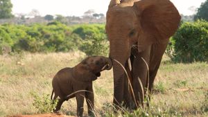 The Elephant Queen's poster