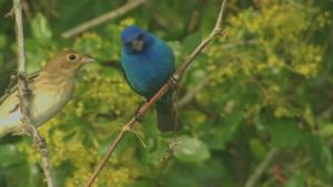 Birdsong and Coffee: A Wake-Up Call's poster