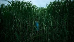 In the Tall Grass's poster