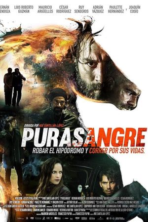 Purasangre's poster