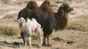 The Story of the Weeping Camel's poster