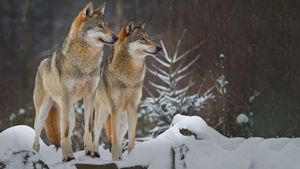 Wolves: A Legend Returns to Yellowstone's poster