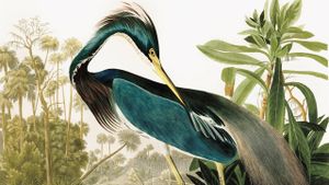 Birds of America's poster