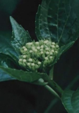 Imitating the Flower of Hydrangea's poster