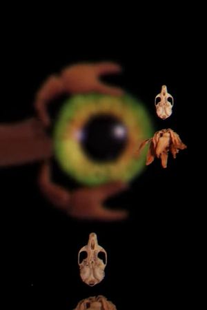 Bestiary Unknown's poster