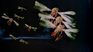Mosquito's poster