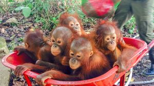 Operation Orangutan's poster