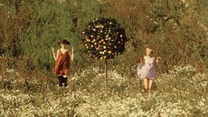 Daisies's poster