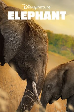 Elephant's poster