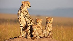 African Cats's poster