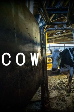 Cow's poster