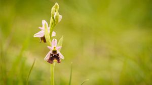 Hidden Beauty - The Orchids of the Saale Valley's poster