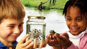 Frogs and Toads's poster