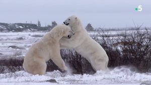 L'homme qui aimait les ours's poster