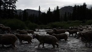 Hell Roaring Creek's poster