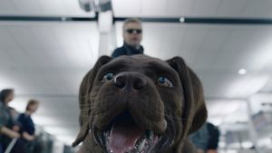 Cat and Dog's poster