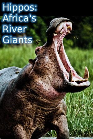 Hippos: Africa's River Giants's poster image