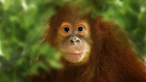 Operation Orangutan's poster