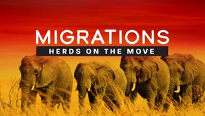 Migrations: Herds on the Move's poster