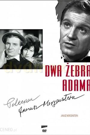 Dwa zebra Adama's poster