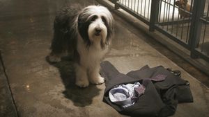The Shaggy Dog's poster