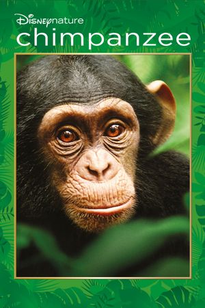 Chimpanzee's poster