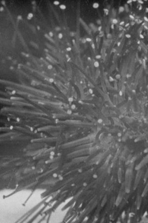 Sea Urchins's poster