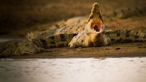 Crocodiles Revealed's poster