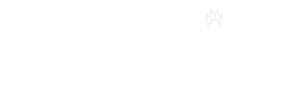 Man Among Cheetahs's poster