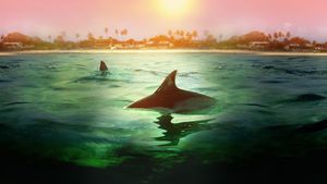Sharks vs Dolphins: Bahamas Battleground's poster