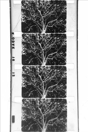 un arbre's poster