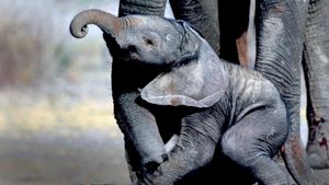 Whispers: An Elephant's Tale's poster