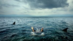 Open Water's poster
