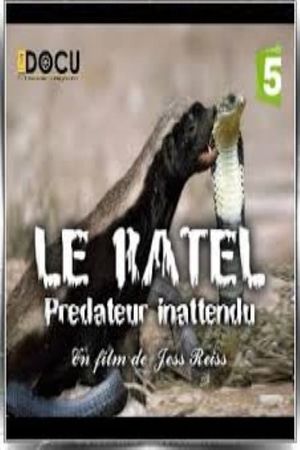 Le ratel prédateur inattendu's poster